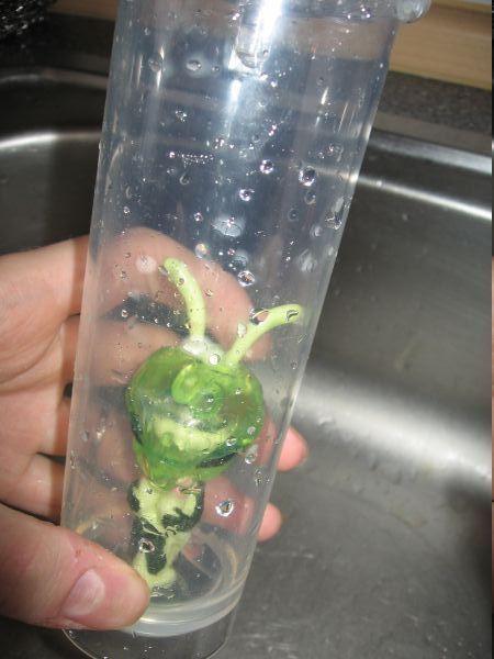 Alienzucht