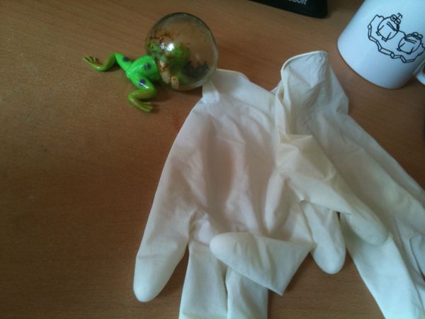Blasenfrosch
