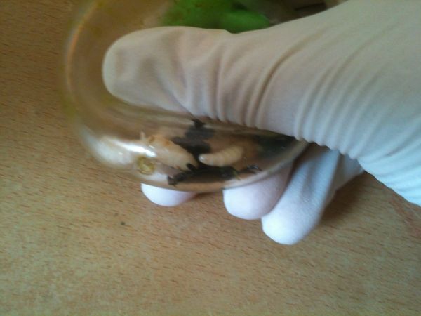 Blasenfrosch