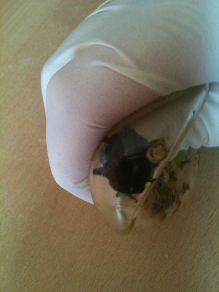 Blasenfrosch