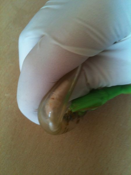 Blasenfrosch